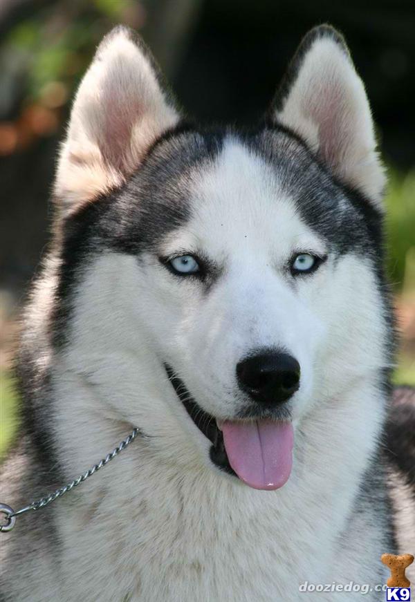 Stud Dogs - Siberian Husky